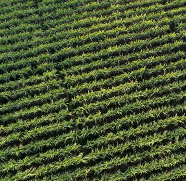 Vista aérea de cultivos