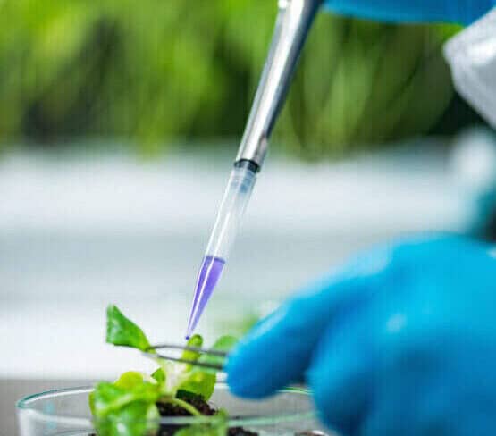 Investigación de raíces en laboratorio